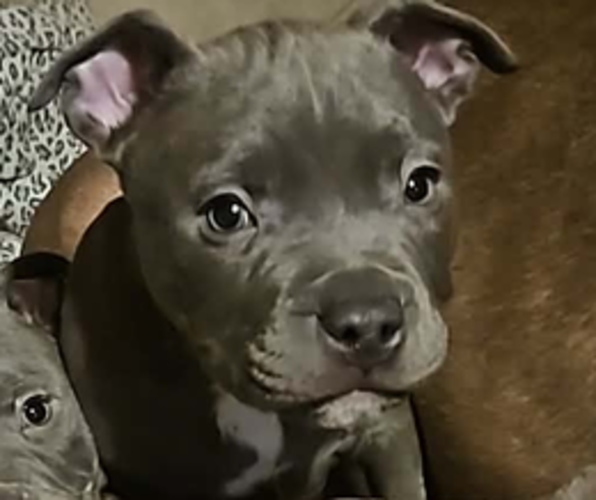 Medium Photo #1 American Bully Puppy For Sale in MORLEY, MI, USA