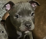 Small American Bully