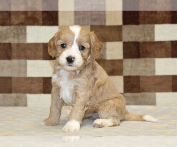 Medium Photo #1 Bernedoodle (Miniature)-Cavapoo (Miniature) Mix Puppy For Sale in DENVER, PA, USA