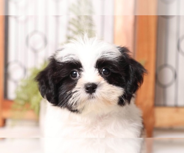 Medium Photo #2 Mal-Shi Puppy For Sale in NAPLES, FL, USA