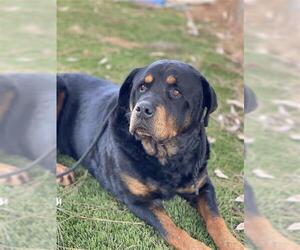 Rottweiler Dogs for adoption in Downey, CA, USA