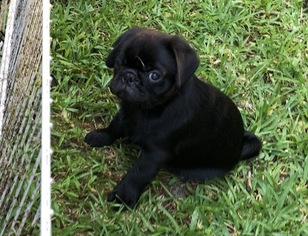Pug Puppy for sale in LELAND, NC, USA