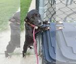 Small #5 American Pit Bull Terrier Mix