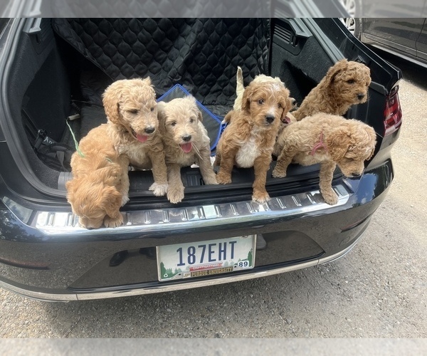 Medium Photo #3 Goldendoodle Puppy For Sale in RICHMOND, IN, USA