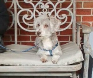 Havanese Puppy for sale in WINSTON SALEM, NC, USA