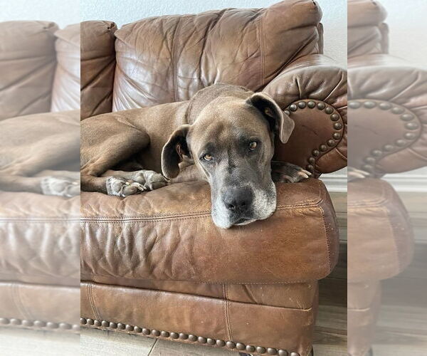Medium Photo #14 Great Dane-Unknown Mix Puppy For Sale in Bullard, TX, USA