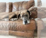 Small #13 Great Dane Mix