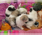 Small Photo #8 Havanese Puppy For Sale in SPENCERVILLE, IN, USA