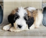 Small Photo #6 Saint Bernard Puppy For Sale in LITITZ, PA, USA