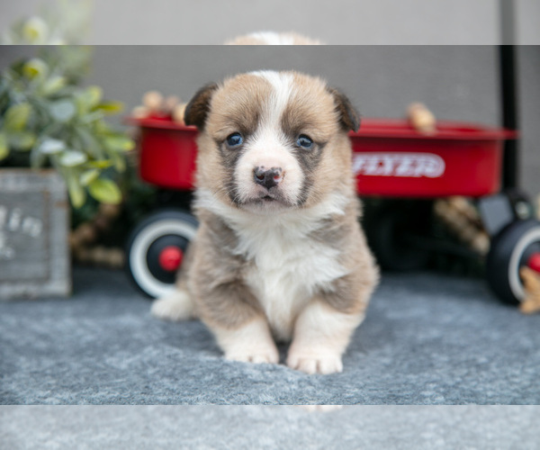 Medium Photo #2 Pembroke Welsh Corgi Puppy For Sale in CHRISTIANA, PA, USA