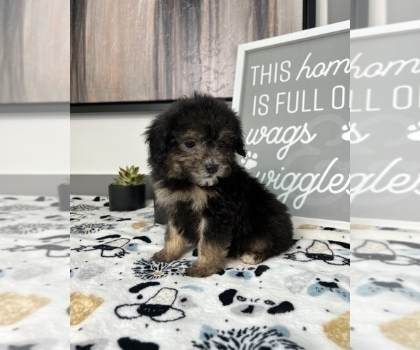 Medium Photo #2 Cavapoo Puppy For Sale in FRANKLIN, IN, USA
