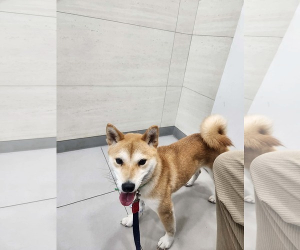 Medium Photo #3 Shiba Inu Puppy For Sale in Agoura Hills, CA, USA