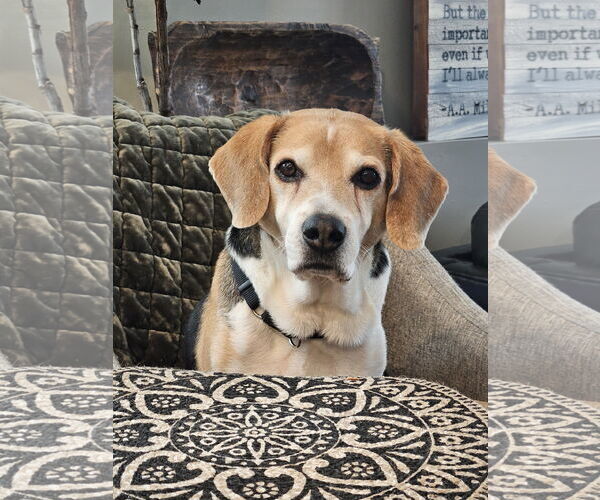 Medium Photo #2 Beagle-Unknown Mix Puppy For Sale in Farmington, MN, USA