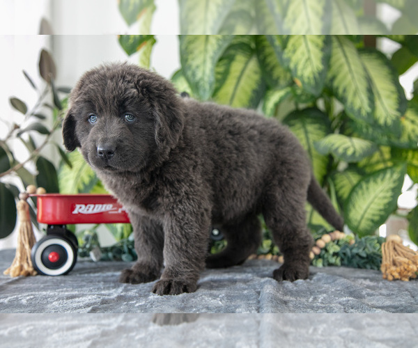 Medium Photo #3 Newfoundland Puppy For Sale in SUGARCREEK, OH, USA