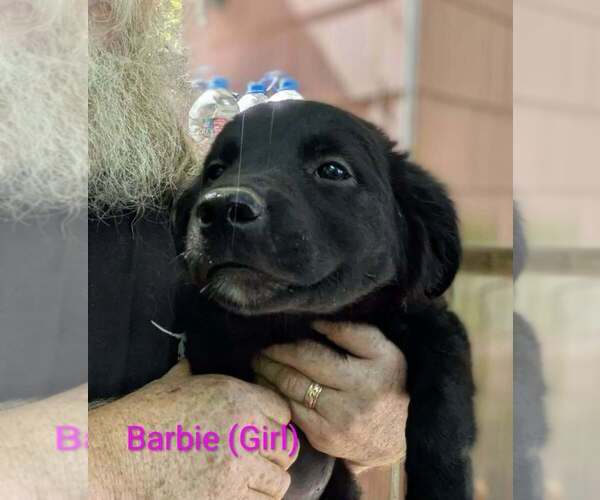 Medium Photo #1 Beago Puppy For Sale in Aurora, IN, USA