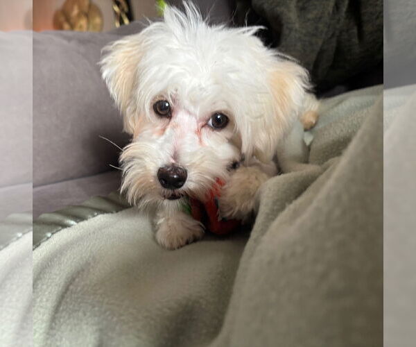 Medium Photo #2 Maltipoo Puppy For Sale in St. Louis Park, MN, USA