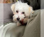 Small #1 Maltipoo