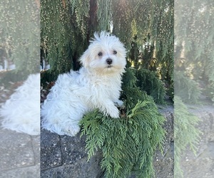 Maltese Puppy for sale in MIDDLEBURY, IN, USA