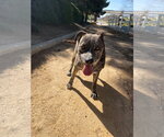 Small Photo #2 Mutt Puppy For Sale in La Verne, CA, USA