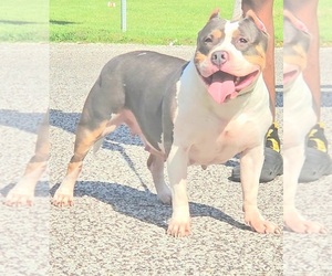 Mother of the American Bully puppies born on 01/25/2025