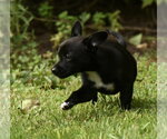 Small #9 Chihuahua Mix