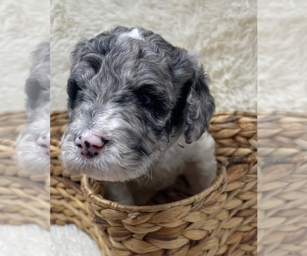 Medium Photo #16 Double Doodle Puppy For Sale in PIERSON, FL, USA