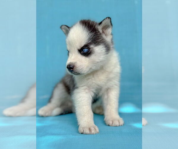 Medium Photo #2 Siberian Husky Puppy For Sale in PIPE CREEK, TX, USA