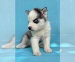 Small #1 Siberian Husky