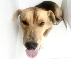 Redbone Coonhound-Unknown Mix Dogs for adoption in Houston, TX, USA