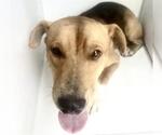 Small Redbone Coonhound Mix