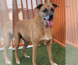 German Shepherd Dog-Unknown Mix Dogs for adoption in Las Vegas, NV, USA