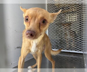 Chihuahua Dogs for adoption in Bakersfield, CA, USA