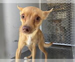 Small Chihuahua