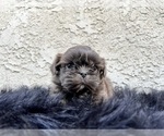 Small #18 Shih Tzu