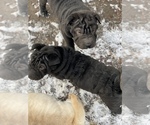 Small Photo #10 Chinese Shar-Pei Puppy For Sale in DIMONDALE, MI, USA