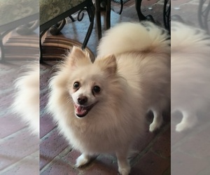 Pomeranian Puppy for sale in MARLTON, NJ, USA