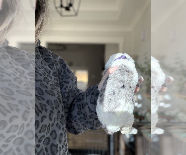 Medium Photo #4 Aussiedoodle-Bernedoodle Mix Puppy For Sale in BELTON, SC, USA