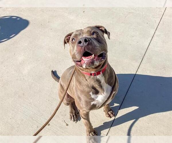 Medium Photo #1 Mutt Puppy For Sale in Orange, CA, USA