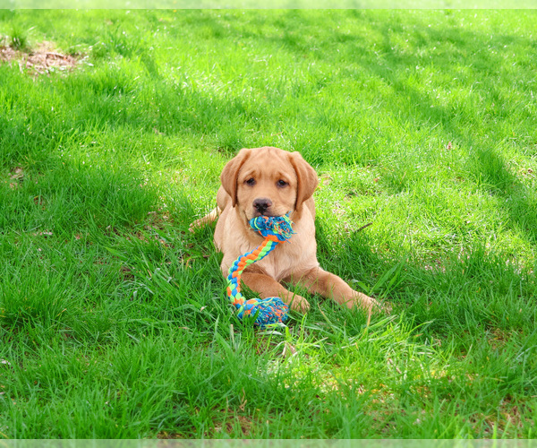 Medium Photo #1 Labrador Retriever Puppy For Sale in SYRACUSE, IN, USA