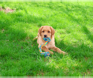 Labrador Retriever Puppy for sale in SYRACUSE, IN, USA