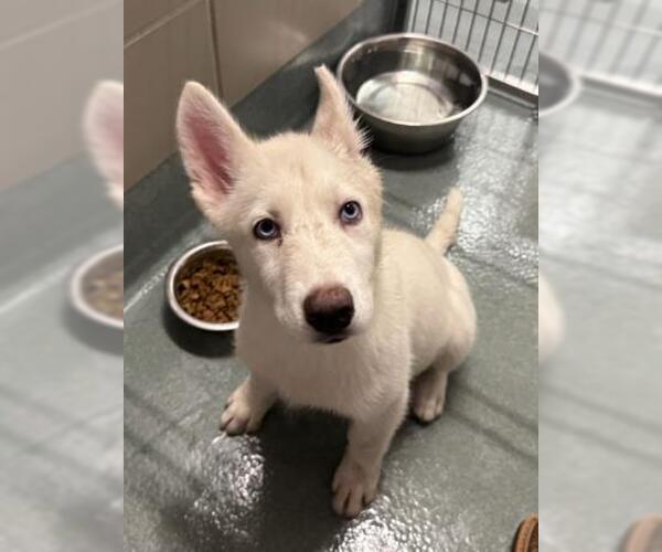 Medium Photo #1 Gerberian Shepsky Puppy For Sale in Baytown, TX, USA