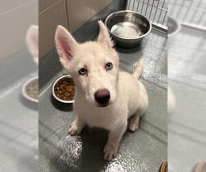 Gerberian Shepsky Dogs for adoption in Baytown, TX, USA