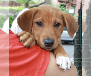 Labrador Retriever-Unknown Mix Dogs for adoption in Brooklyn, NY, USA