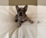Small Photo #10 French Bulldog Puppy For Sale in BRUNSWICK, MO, USA