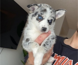 Ausky Puppy for sale in SAN ANTONIO, TX, USA