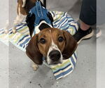 Small #5 Treeing Walker Coonhound Mix