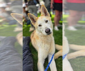 Huskies -Unknown Mix Dogs for adoption in Newport Beach, CA, USA