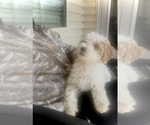 Puppy Puppy 5 Goldendoodle-Poodle (Toy) Mix