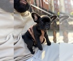 Small #4 French Bulldog
