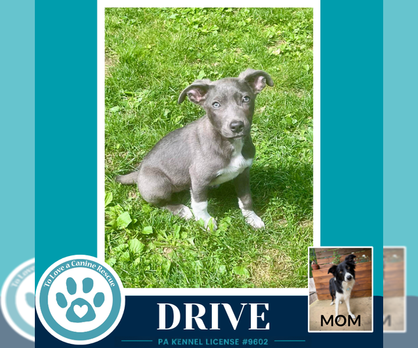 Medium Photo #3 Borador Puppy For Sale in Kimberton, PA, USA